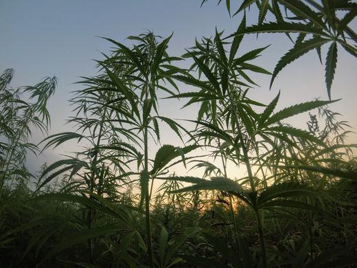 Our Hemp and Process