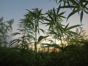 Plant - How Hemp helps the environment