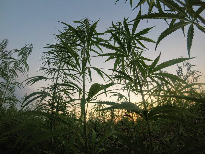 How Hemp helps the environment